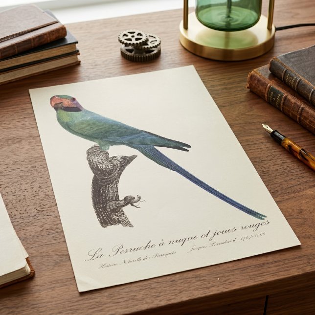 Langschwanzsittich, Psittacula Longicauda Poster (Long-Tailed Parakeet, Psittacula Longicauda. Poster)