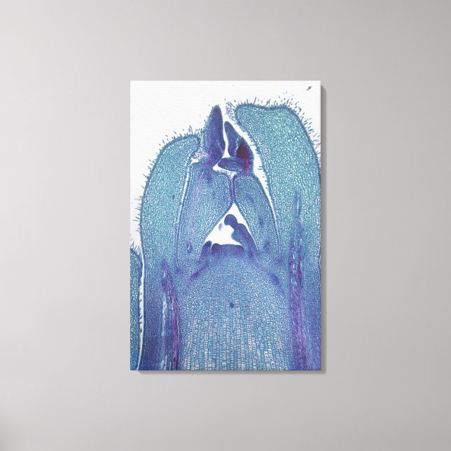 Längsschnitt eines Ahornstammes (Acer) Leinwanddruck (Vorderseite)