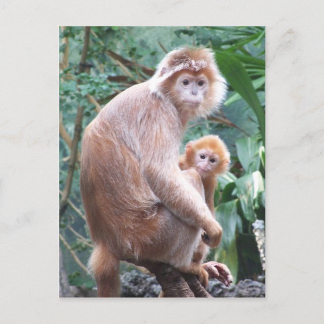 Langur Monkey Mother & Baby Postkarte (Vorderseite)