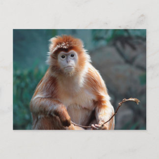 Langur Monkey Wildlife Animal Foto Postkarte