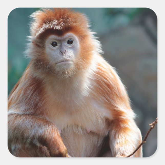 Langur Monkey Wildlife Animal Foto Quadratischer Aufkleber (Vorderseite)