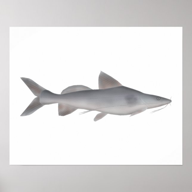 Langweißfisch Poster (Vorne)