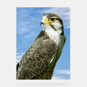 Lanner Falcon Acrylschild