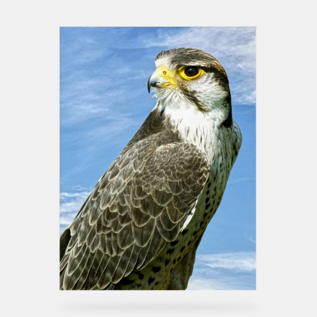 Lanner Falcon Acrylschild (Vorderseite)