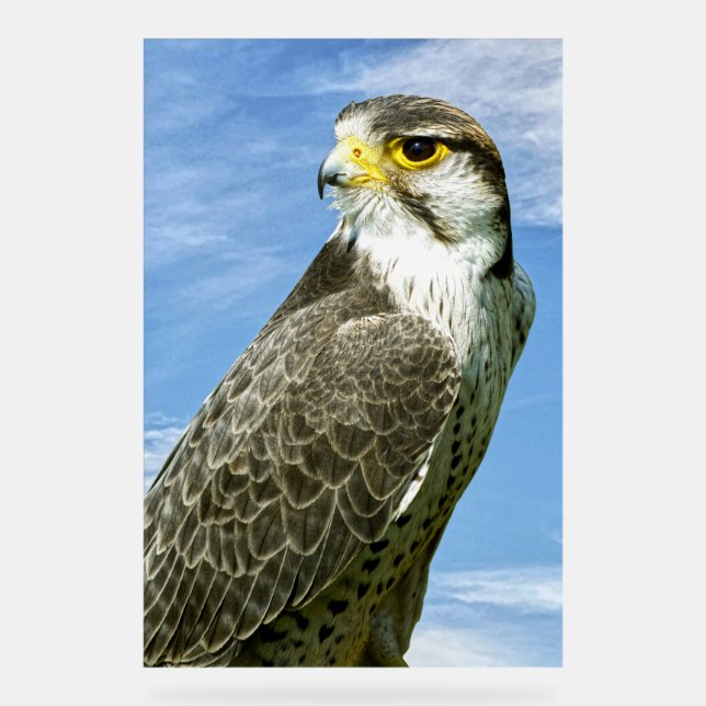 Lanner Falcon Acrylschild (Vorderseite)