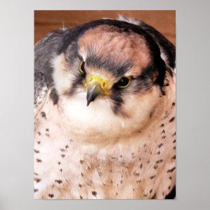 LANNER FALCON BIRD POSTER