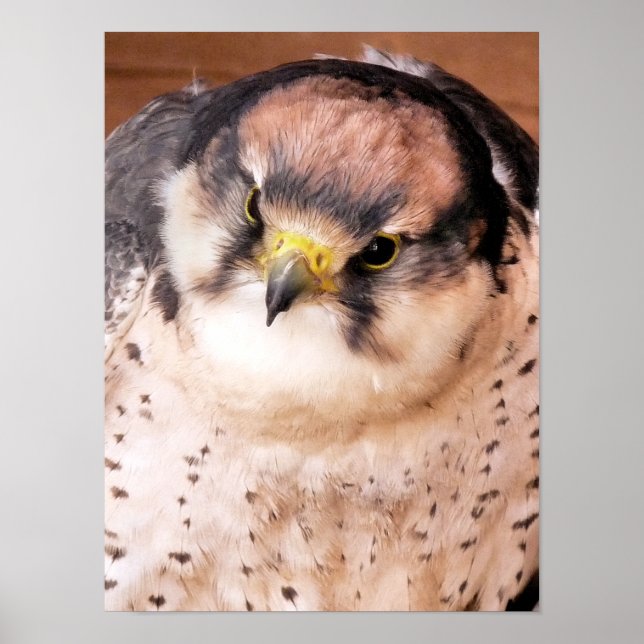 LANNER FALCON BIRD POSTER (Vorne)