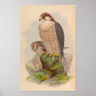 Lanner Falcon Bird Vintage Art Print Poster