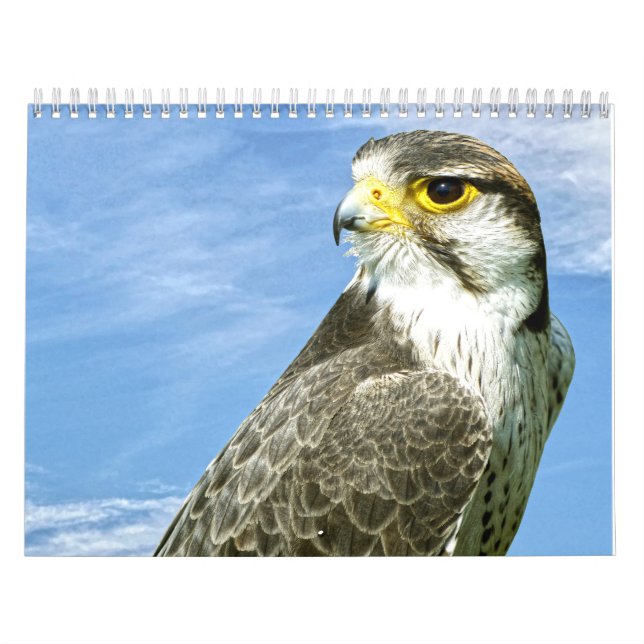 Lanner Falcon Kalender (Titelbild)
