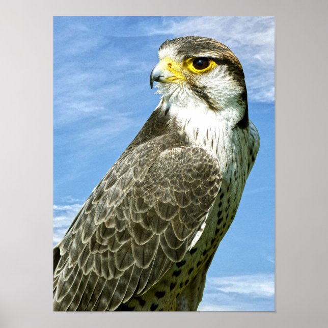 Lanner Falcon Poster (Vorne)