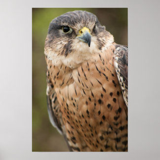 Lanner Falcon Poster