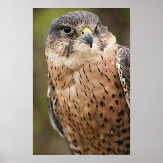 Lanner Falcon Poster (Vorne)