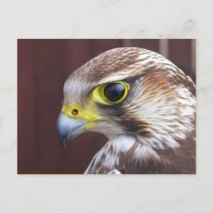 Lanner Falcon Postkarte