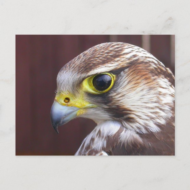 Lanner Falcon Postkarte (Vorderseite)
