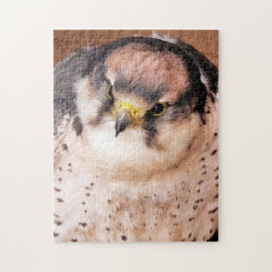 LANNER FALCON PUZZLE