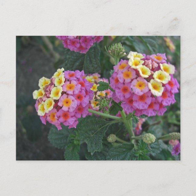 Lantana 1 postkarte (Vorderseite)