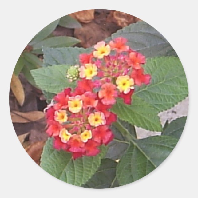 Lantana Blooms Sticker (Vorderseite)