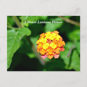 Lantana-Blume in heller Farbe Postkarte