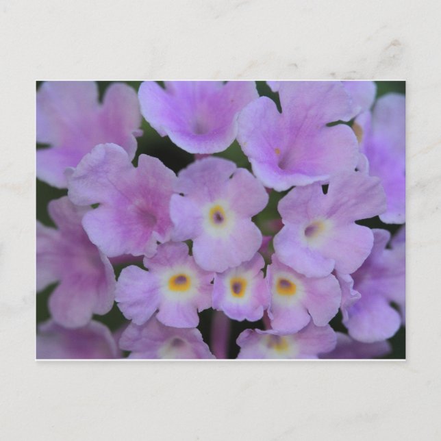 Lantana Blume Postcard Postkarte (Vorderseite)
