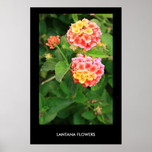 Lantana Blume Poster, Print Poster