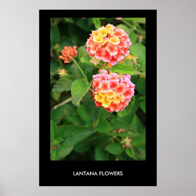 Lantana Blume Poster, Print Poster (Vorne)