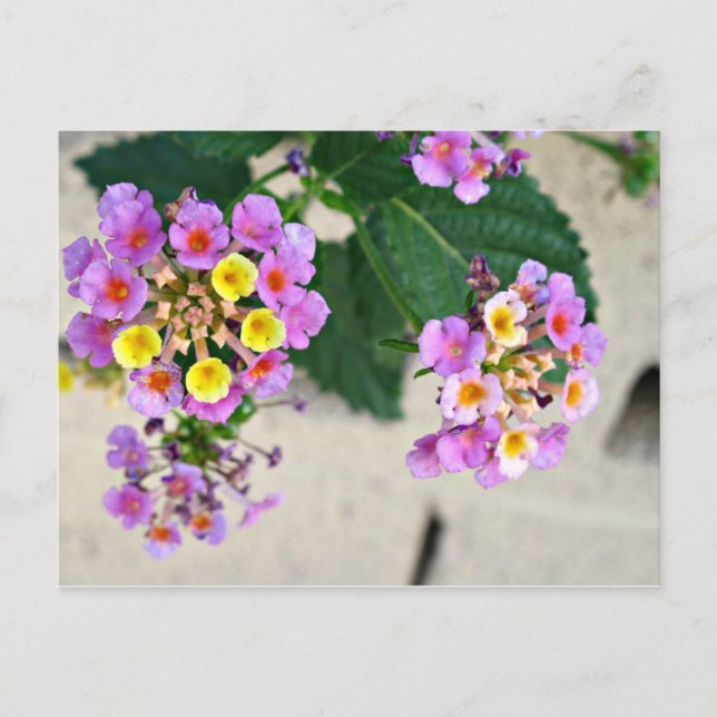 Lantana Blume Postkarte (Vorderseite)