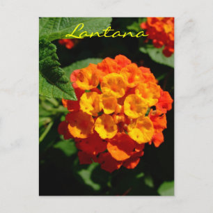 Lantana-Blume Postkarte