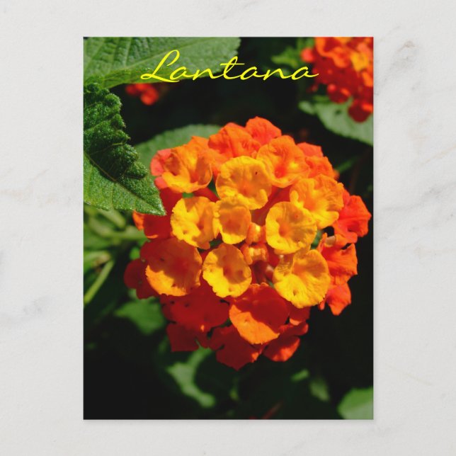 Lantana-Blume Postkarte (Vorderseite)
