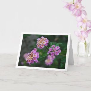 Lantana-Blumen in Lila und Gelb Karte