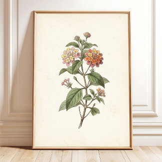 Lantana-Botanik-Cottagecore-Druck Poster
