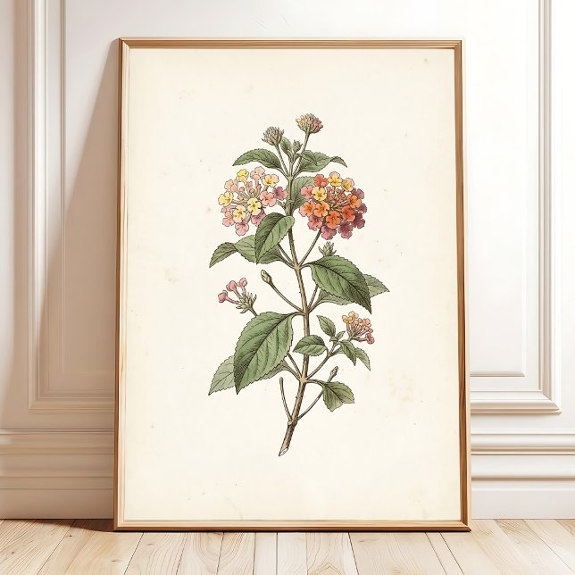 Lantana-Botanik-Cottagecore-Druck Poster (Von Creator hochgeladen)