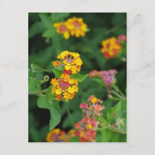 Lantana Camara Blume Postkarte
