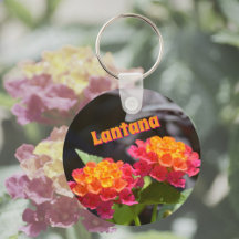 Lantana Leuchtende Farbfreudige Botanische Blumen