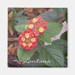 Lantana-Magnet Magnet