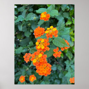 Lantana-Plakat Poster