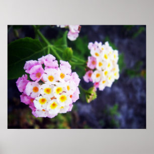 Lantana Poster
