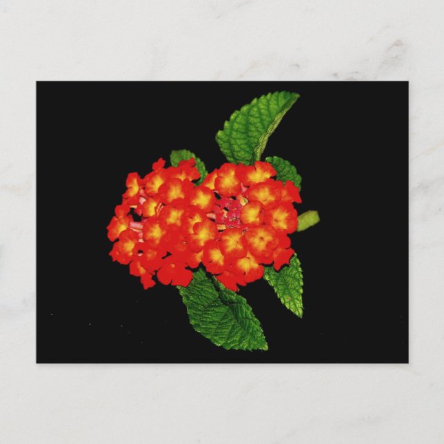 Lantana Postkarte (Vorderseite)