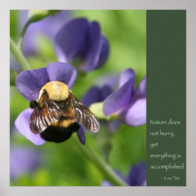 Lao Tzu Quote Poster (Vorne)