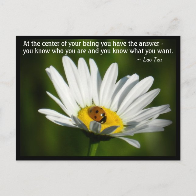 Lao Tzu Zitat Ladybird Daisy Inspirierend Motivati Postkarte (Vorderseite)