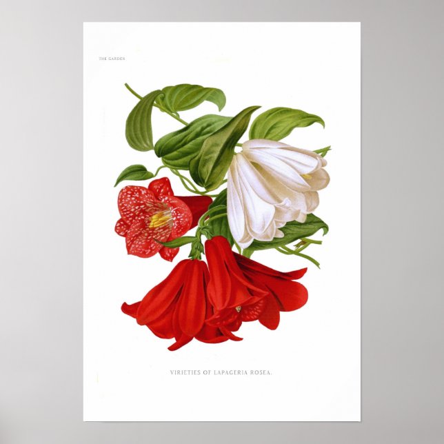 Lapageria rosea (chilenische Blume) Poster (Vorne)