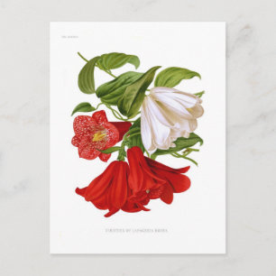 Lapageria rosea (chilenische Blume) Postkarte