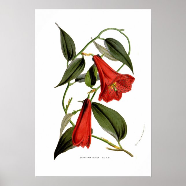 Lapageria rosea poster (Vorne)