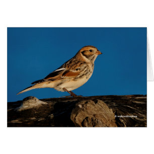 Lapland Longspur auf einem sonnenbeleuchteten Log