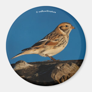 Lapland Longspur auf einem sonnenbeleuchteten Log Magnet