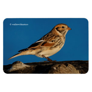 Lapland Longspur auf einem sonnenbeleuchteten Log Magnet