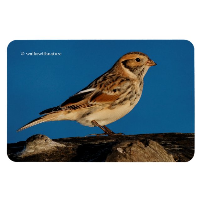 Lapland Longspur auf einem sonnenbeleuchteten Log Magnet (Horizontal)