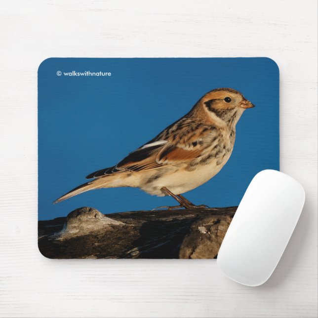 Lapland Longspur Jagdschwanz Songbird auf einem so Mousepad (Mit Mouse)