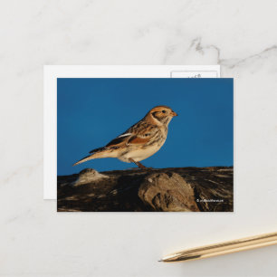 Lapland Longspur Jagdschwanz Songbird auf Sunlit L Postkarte