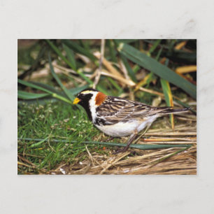 Lapland Longspur Postkarte