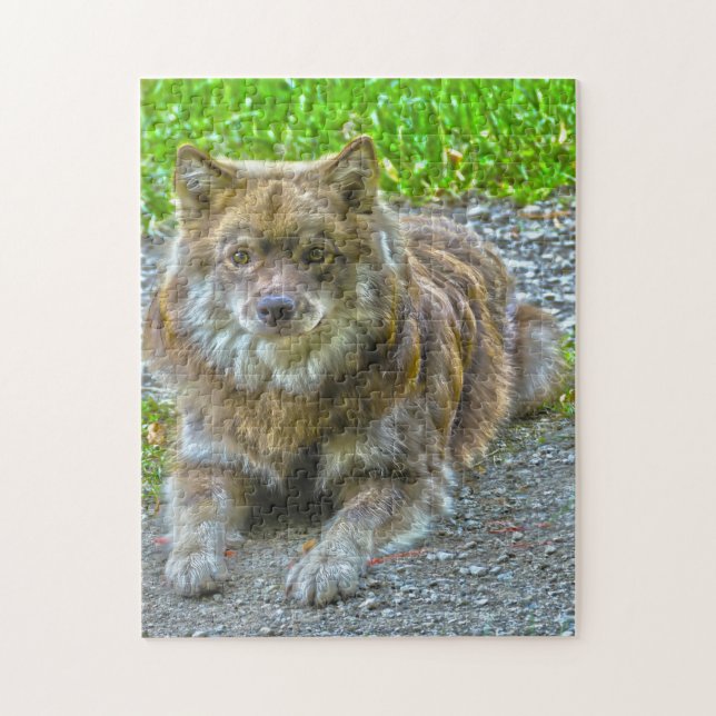 Lapphund Hund. Puzzle (Vertikal)